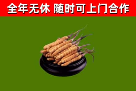 迎泽区回收散虫草